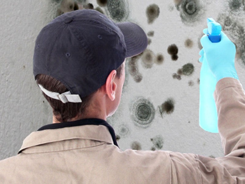 Mold Removal Near Me The Woodlands TX